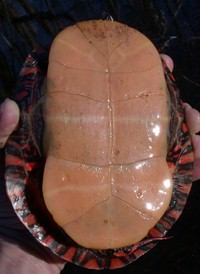 Painted Turtle